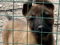 Belçika malinois