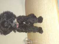 Terrier maltese siyah beyaz