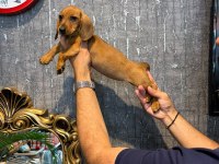 IRK VE SAĞLIK GARANTİLİ DACHSHUND (SOSİS) YAVRULARIMIZ