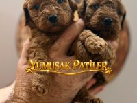 SEVİMLİ IRK TOY POODLE YAVRULAR