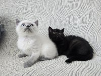 Blue point british shorthair erkek yavru