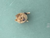 Dokuz aylık dişi pomeranian