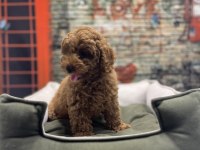 Red Brown Toy Poodle Erkek @petclubadanaa