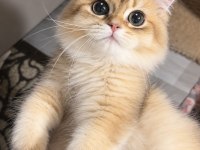 British Longhair Ny12 Dişi