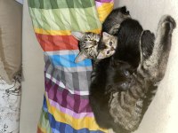 YAVRU KEDİLERİMİZ SAHİPLENDİRİLECEK