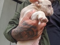 Fulf carir french bulldog yavru