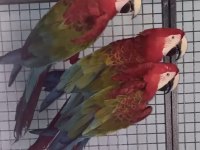 Resmi Belgeli Yavru Kırmızı Macaw Papağanları