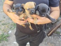 Teslime pinscher yavrular