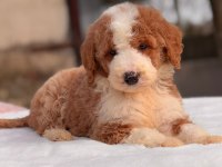 Show kalite giant (Dev) poodle yavrular