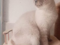 Yetişkin scottish fold kızlarımız yeni yuvasını arıyor