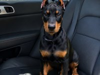 Kalite Duruşlu Aşıları Tam Estetikli Doberman Yavrular