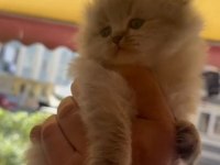 Scottish Fold Kedimiz