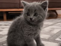 British shorthair kedisi