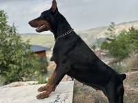 3 TANE A ŞECERELİ GENÇ YETİŞKİN DİŞİ DOBERMAN