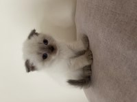 Scottish fold bluepoint ve gri renk