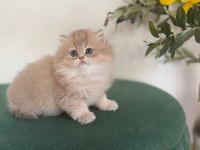 Ay11 British Longhair Dişi