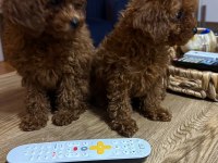 2 Buçuk Aylık Kore Poodle Yavrular
