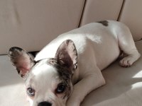 FRANSIZ BULLDOG SON 1 YAVRU