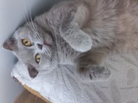Scottish fold kedimizi sahiplendiriyoruz