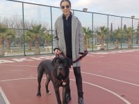 Cane Corso 11 Aylık