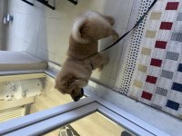 Çin aslanı köpeğimiz