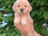 Mağazamızdan Uyguna Emsalsiz Güzellikte Maltipoo