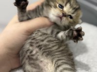 Tabby cinsi scottish fold kızımız yuvasını arıyor