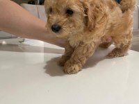Çok tatlı maltipoo dişi yavrularımız