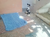 İzmir French Bulldog Köpeği