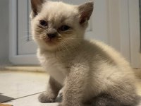 Beyaz british süper ötesi mavi göz