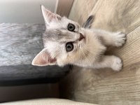 Sakarya british shorthair yavrular
