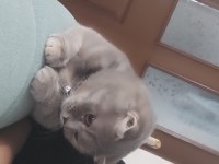 Scottish fold dişi