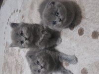 Dünyalar tatlısı british longhair ve scottish bebeklerimiz
