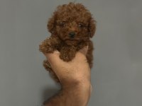 Kore Toy Poodle Erkek ve Dişi