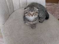 Tatlı scottish fold yavrularımız