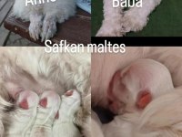 Kendi beslediğim köpeğimin yavruları üretici değilim