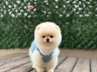 Pomeranian boo yavruları