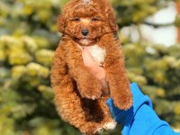 3 aylık toy poodle erkek yavru