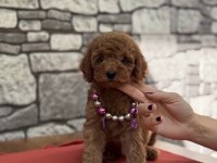 Toy Poodle Köpeğimiz