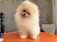 Çok özel tea cup pomeranian boo yavrularımız