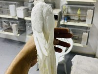 Yavru Albino Kırmızı Göz Sultan Papağanı