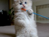 Neşe Topu AY Golden British Longhair 