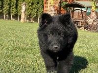 SOLİD BLACK ALMAN ÇOBAN KÖPEĞİ YAVRULARI ISTANBUL