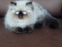 Şecere (Soy) belgeli persian (iran) erkek yavru