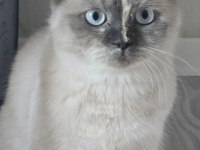 Güzel scottish fold kız