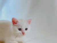 Şişman ve Enerjik Sevimli Beyaz British Shorthair