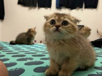 Scottish Fold Golden Bebekler