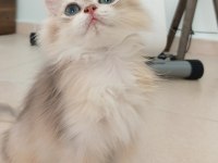BRITISH LONGHAIR ŞAMPİYON ANNENİN YAVRUSU