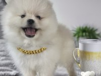 Antalya ırk ve sağlık garantili kar beyaz erkek pomeranian