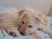 4 aylık yavru köpeğimiz